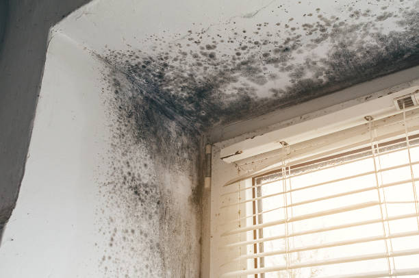 Affordable Mold Inspection And Testing solutions in Lawrence Township, NJ